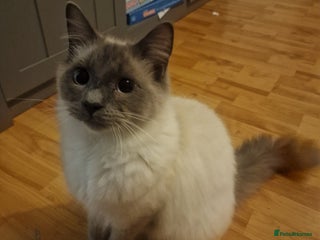 Ragdoll cats - Advert 1