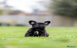 French Bulldog dogs for sale: French Bulldogs ready to leave - Image 5