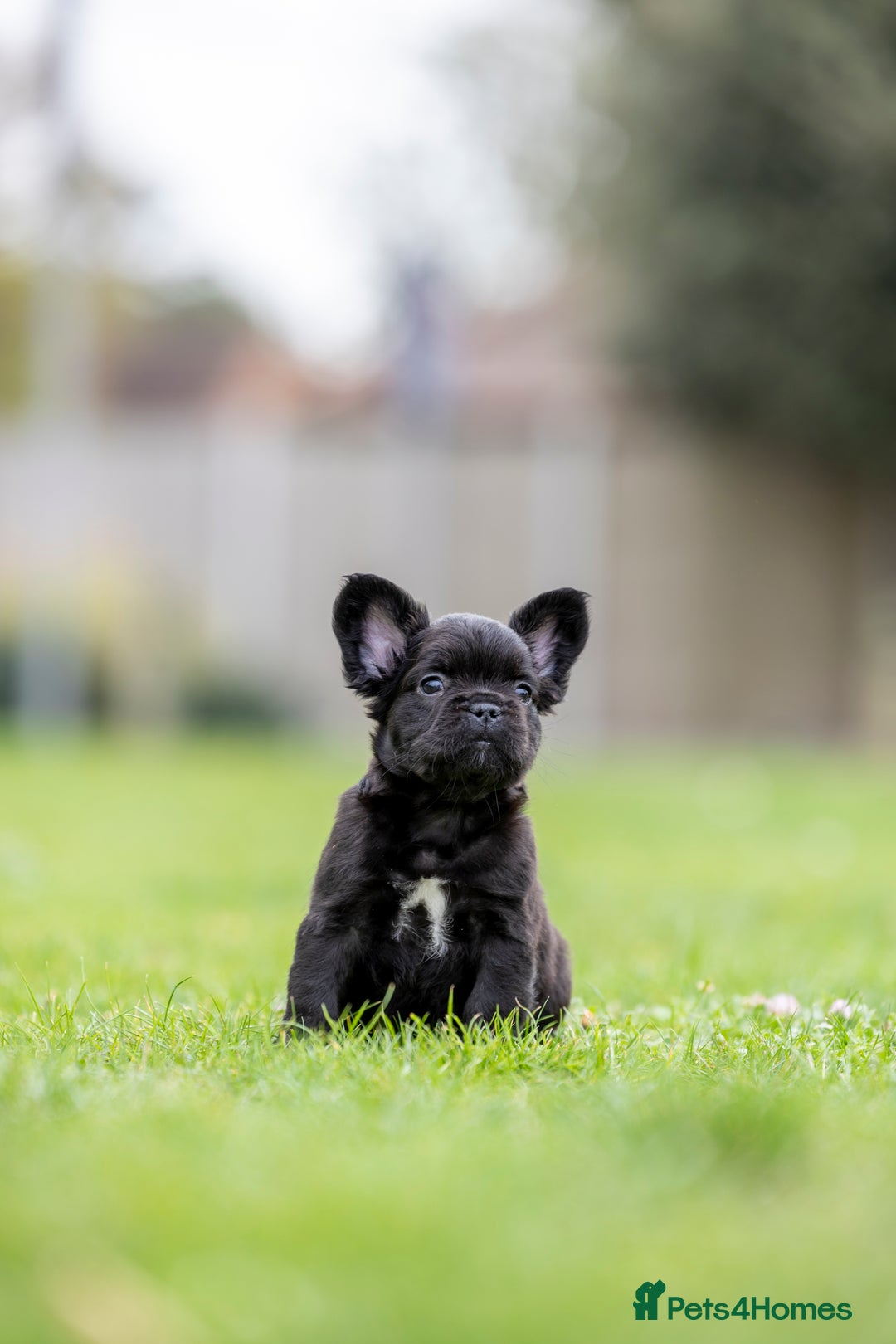 French Bulldog dogs for sale: French Bulldogs ready to leave - Image 5
