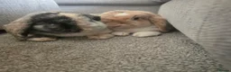 Dwarf Lop rabbits for sale: Bonded pair rabbits - Advert 2