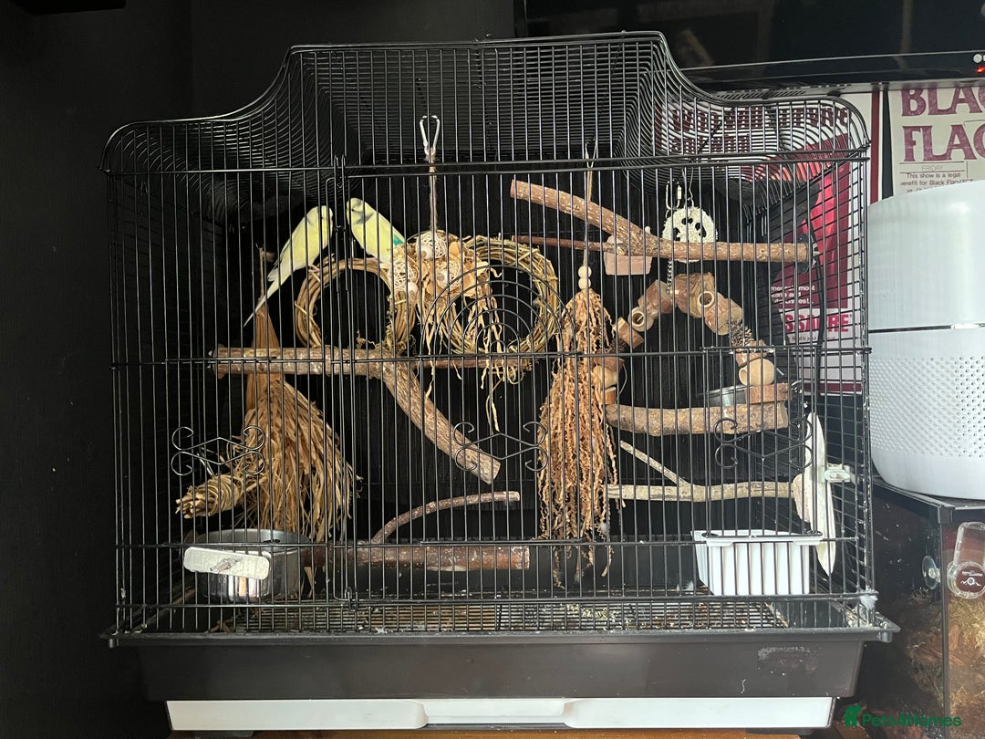 Budgerigars birds for sale: Budgies & cage. Male and Female bonded pair - Image 3