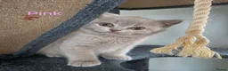 British Shorthair cats for sale: GCCF British Shorthair kittens in Southampton - Advert 7