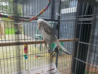 Budgerigars birds Budgies - Advert 6