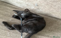 Serengeti cats for sale: Handsome tica reg black smoke male  - Image 4
