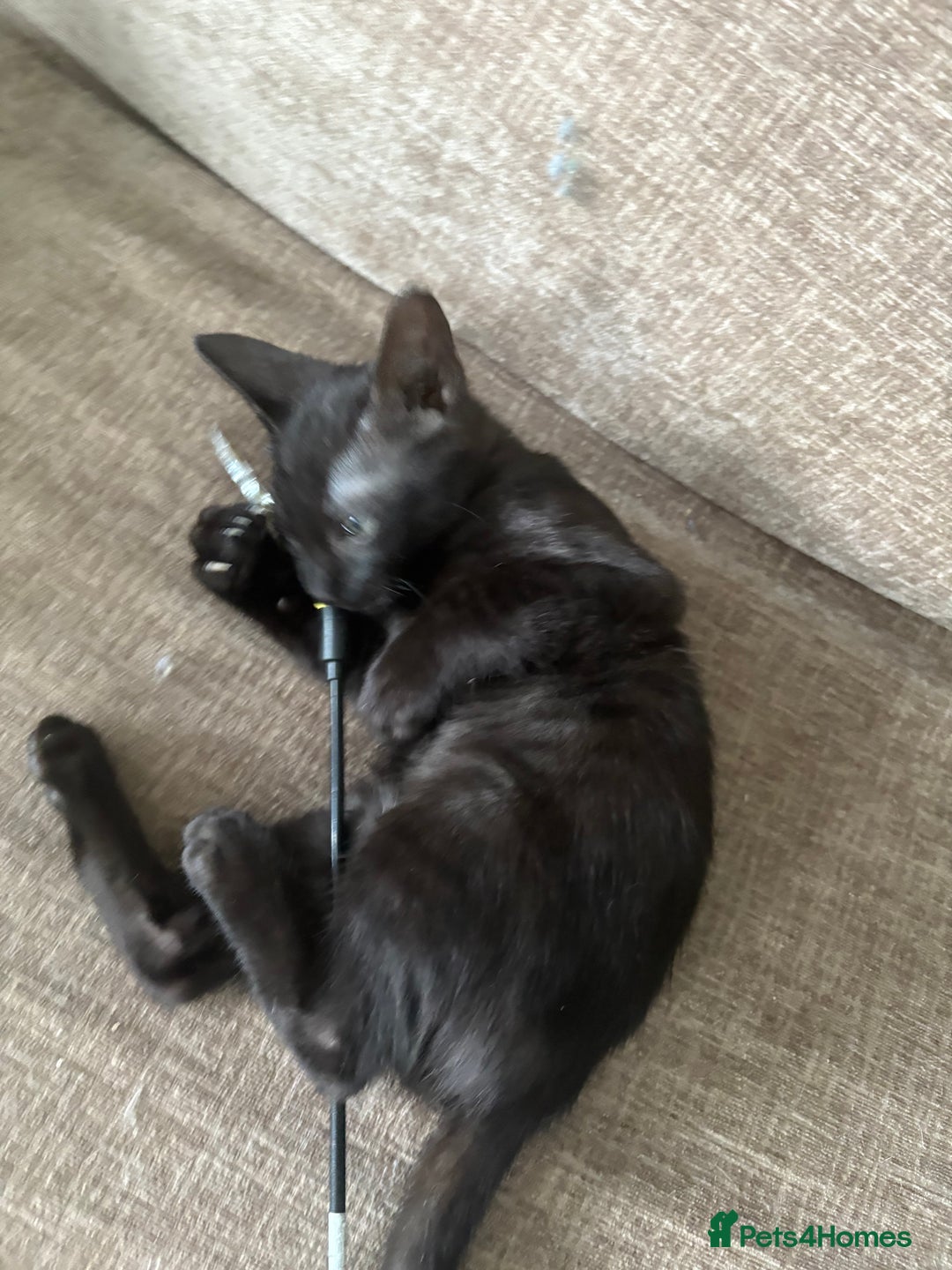 Serengeti cats for sale: Handsome tica reg black smoke male  - Image 4