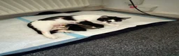 Mixed Breed cats for sale:  ** s to a good home in Manchester - Advert 1