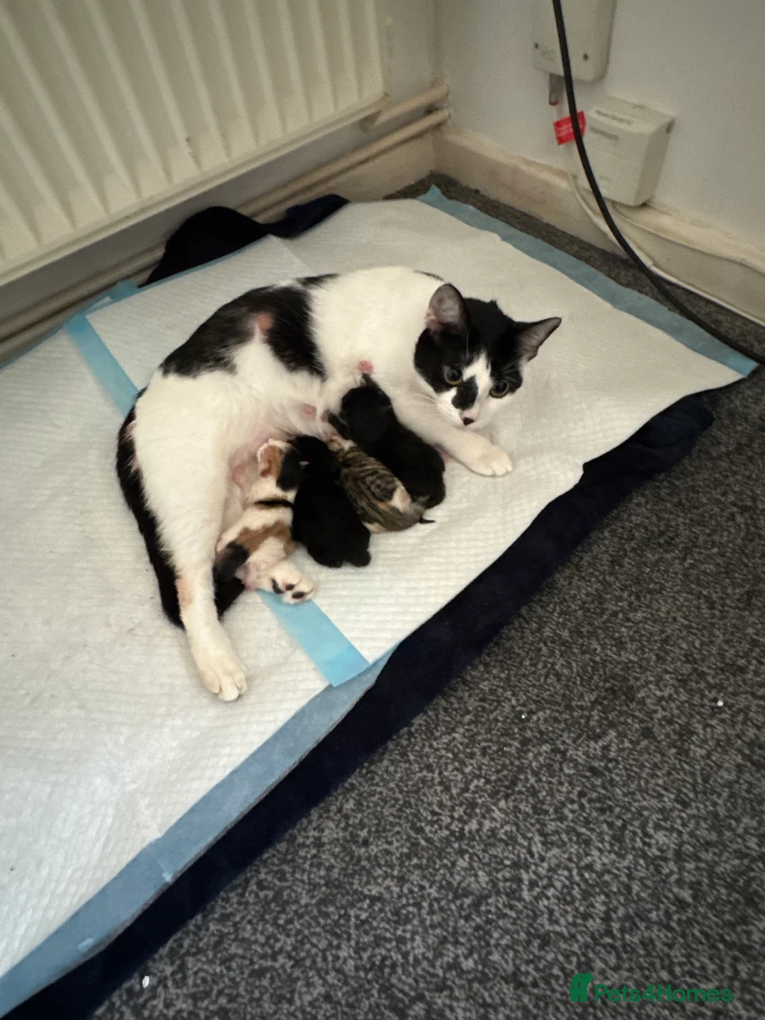 Mixed Breed cats for sale:  ** s to a good home in Manchester - Advert 1