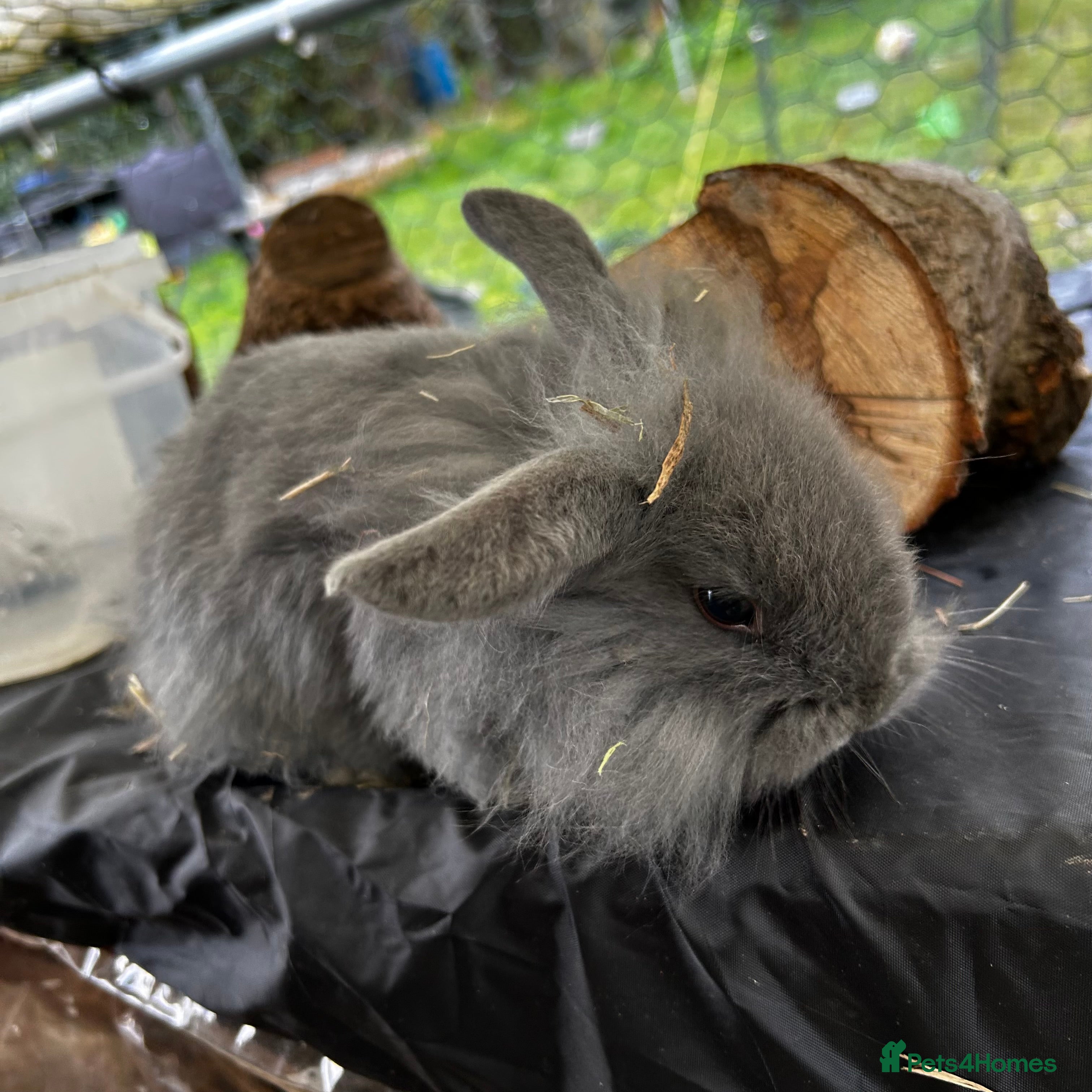 Mixed Breed rabbits Adorable Mini lop mix loin head babies  - Advert 21