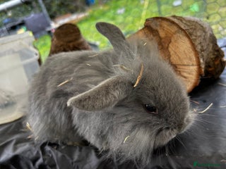 Mixed Breed rabbits Adorable Mini lop mix loin head babies - Advert 21