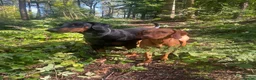 Hungarian Vizsla dogs for sale: Beautiful healthy KC registered Hungarian Vizslas  in Nottingham - Advert 7