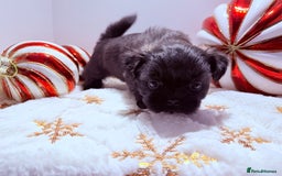 Shih Tzu dogs for sale: 3x Beautiful Pedigree Imperial Shih Tzu Girls - Advert 7