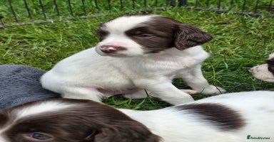 English Springer Spaniel dogs - Advert 3