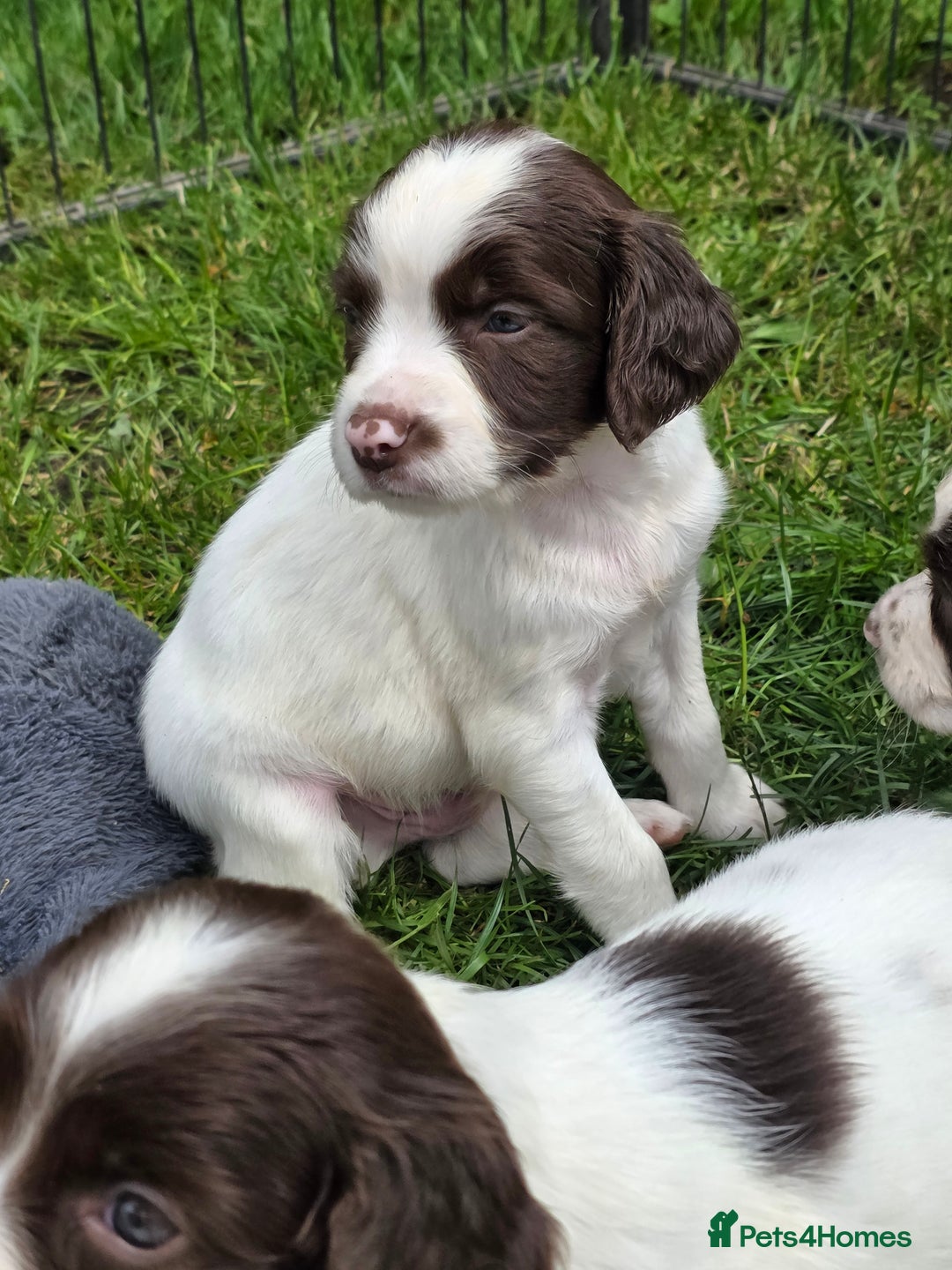 English Springer Spaniel dogs for sale: Working springer spaniel puppies  - Image 2