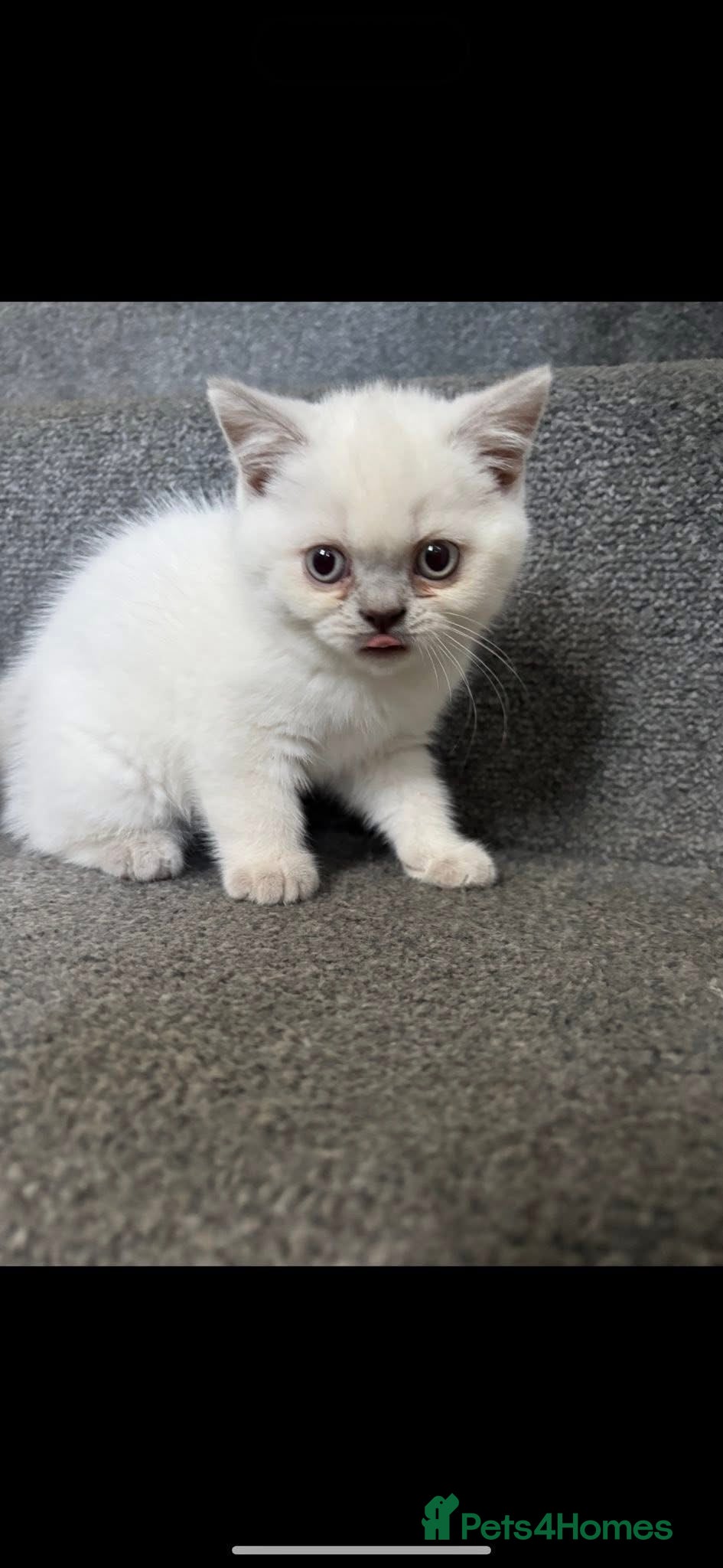 British Shorthair cats British short hair  - Advert 17