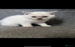 British Shorthair cats for sale: British short hair  - Image 1