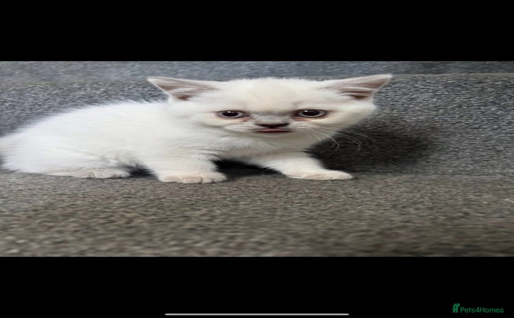 British Shorthair cats - Advert 1