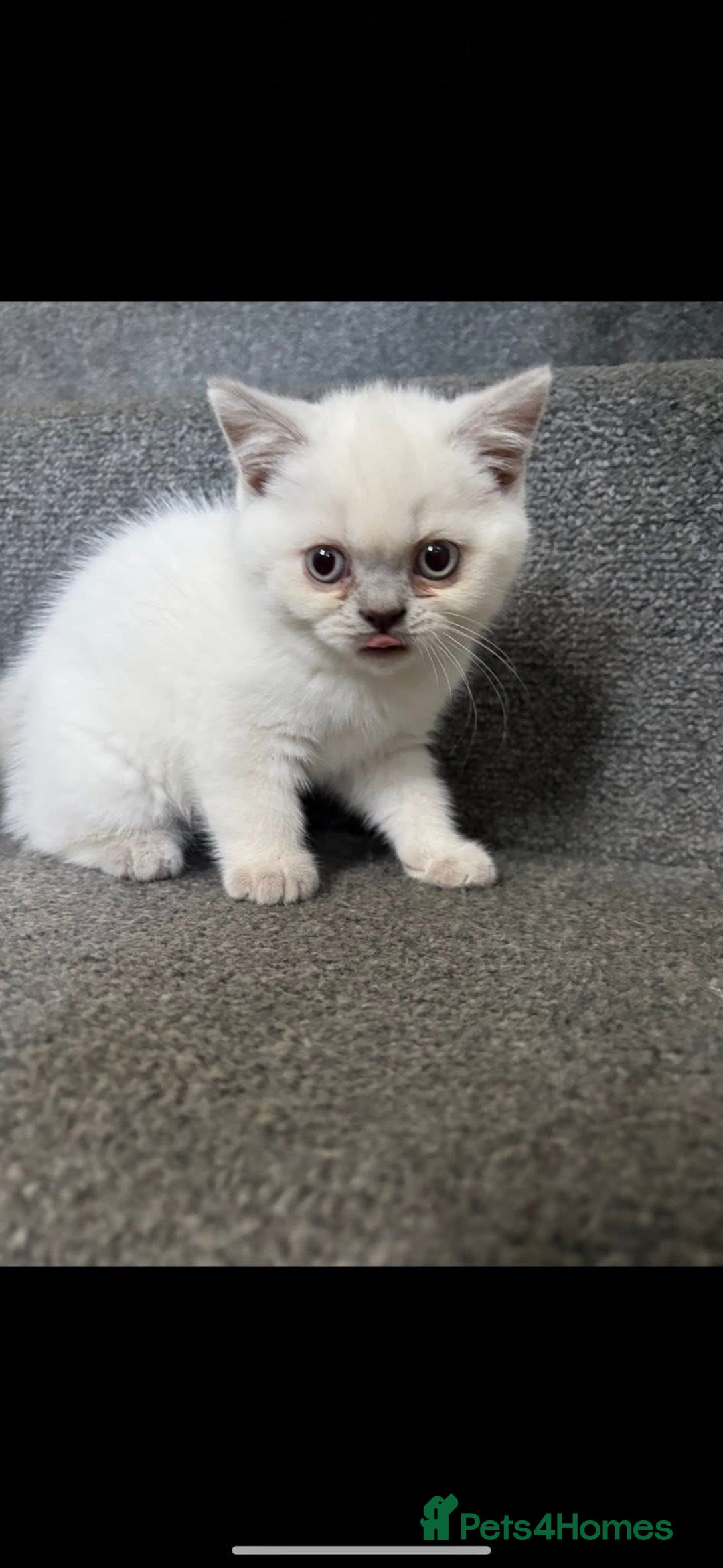 British Shorthair cats for sale: British short hair  - Image 1