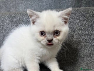 British Shorthair cats - Advert 31