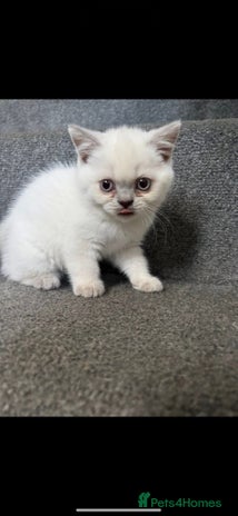 British Shorthair cats - Advert 5
