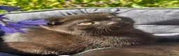 British Shorthair cats for sale: British Shorthair - Advert 10