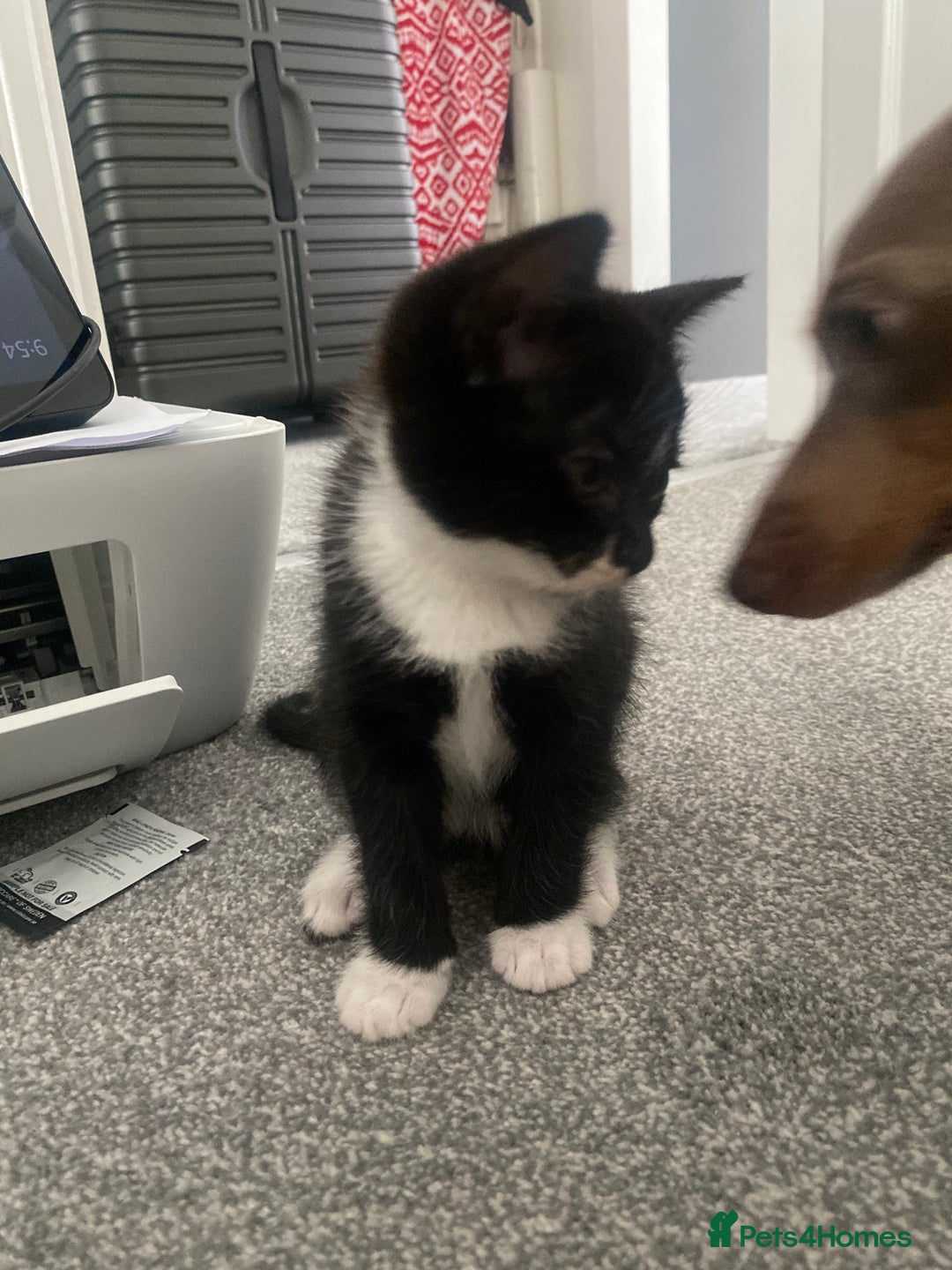 Mixed Breed cats for sale: 1 Kitty Left !  - Image 4
