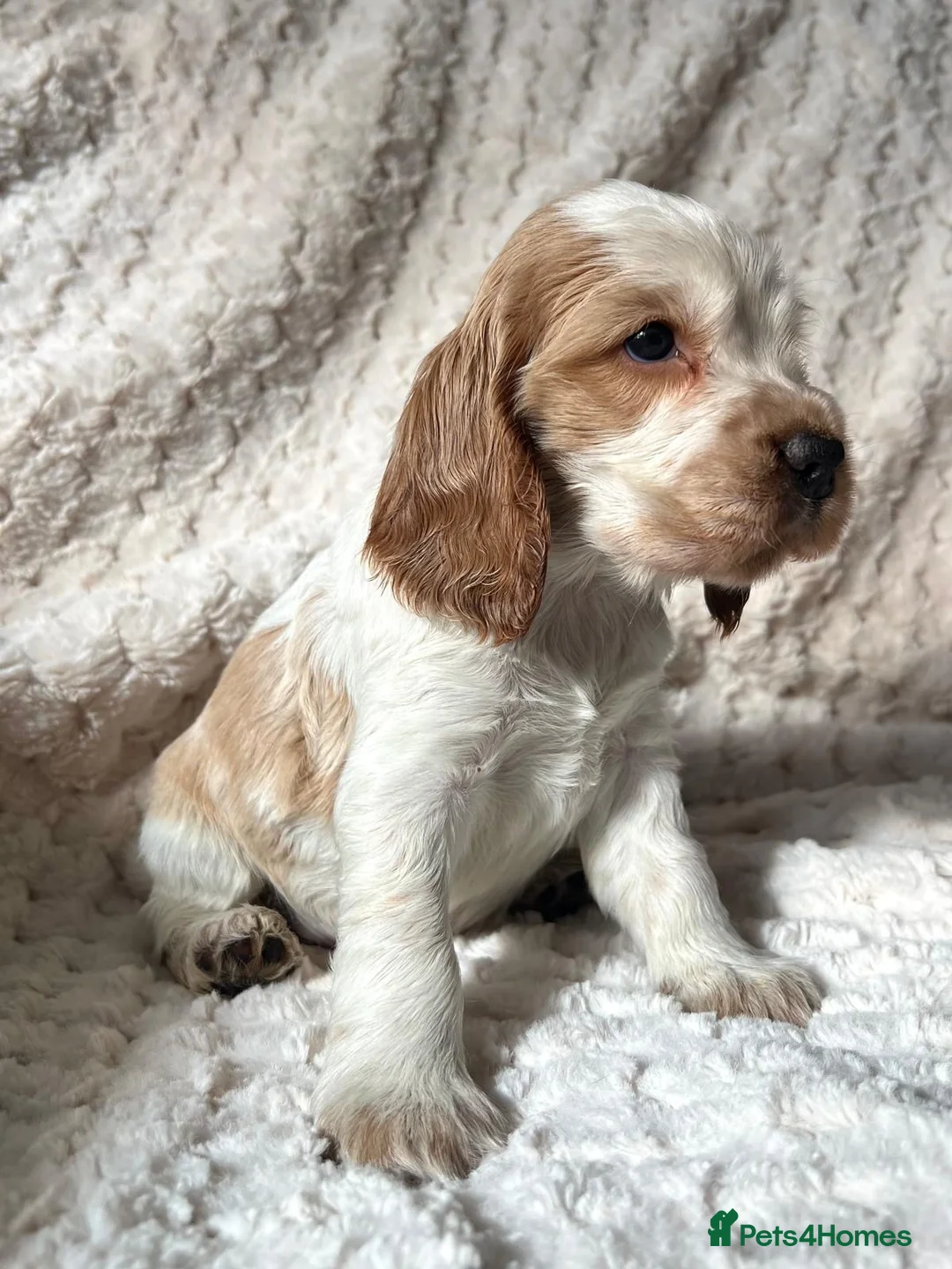 Cocker Spaniel dogs for sale: 6 KC Registered Show Type Cocker Spaniels - Advert 40