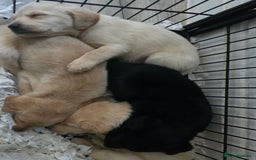 Labrador Retriever dogs for sale: Labrador pups  - Image 6