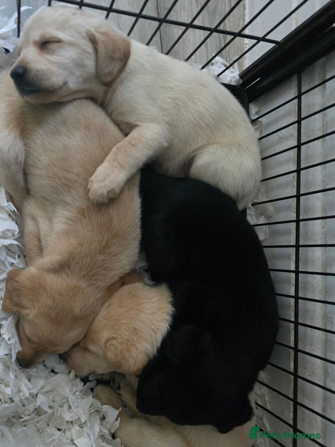 Labrador Retriever dogs for sale: Labrador pups  - Image 6