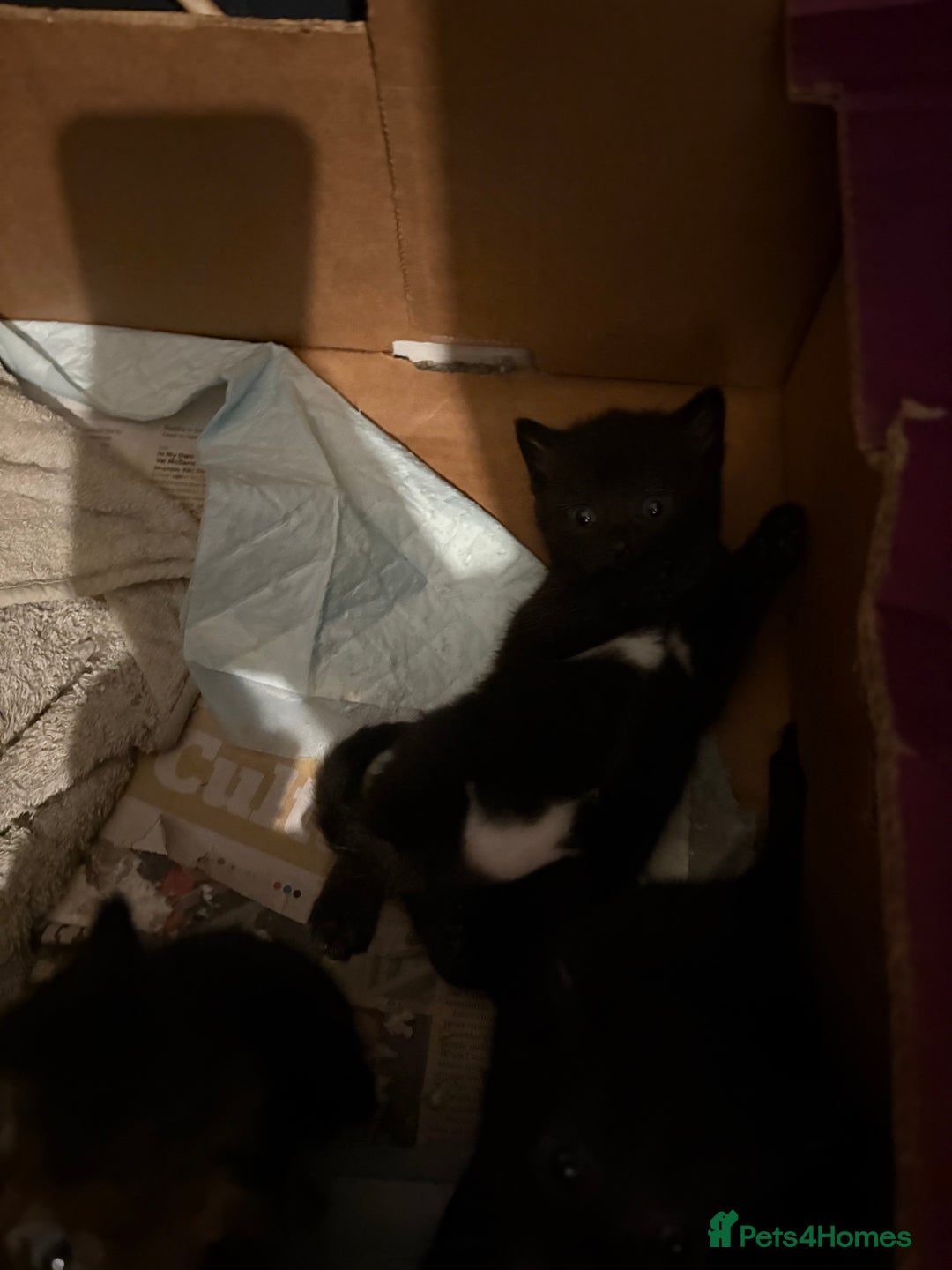 Mixed Breed cats for sale: Black and white kittens  - Advert 8