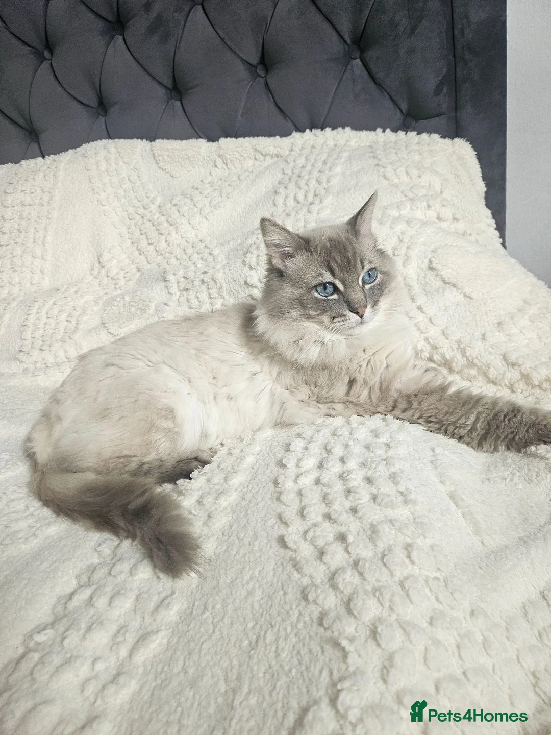 Ragdoll cats for stud: 100% proven boy for stud in Wakefield - Advert 2