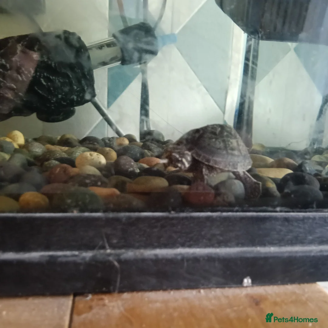 Turtle reptiles for sale: 2 musk turtle with full setup  - Advert 5
