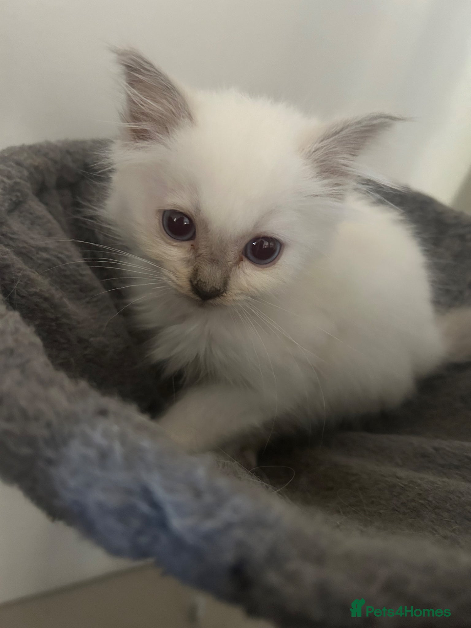 Ragdoll cats Pure Ragdoll Kittens 4 Females, 2 Males - Advert 2