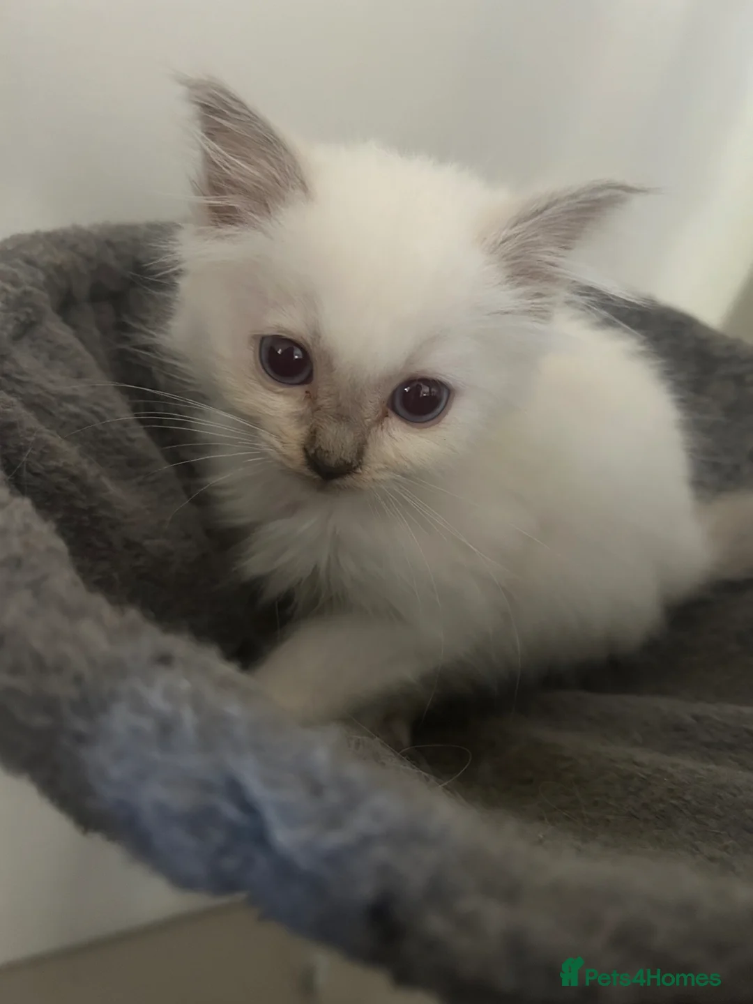 Ragdoll cats for sale: Pure Ragdoll Kittens 4 Females, 2 Males - Advert 2