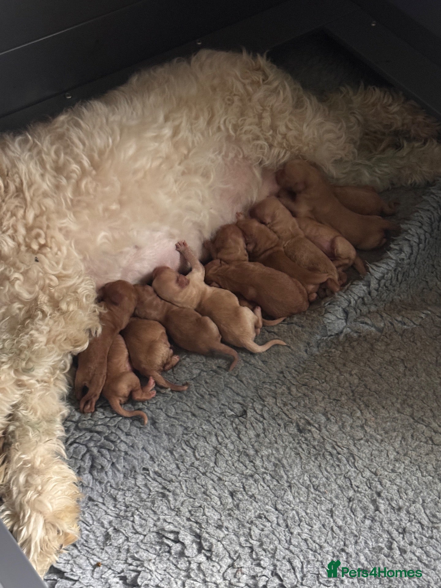 Labradoodle dogs Labradoodles 11th plus generation  - Advert 1