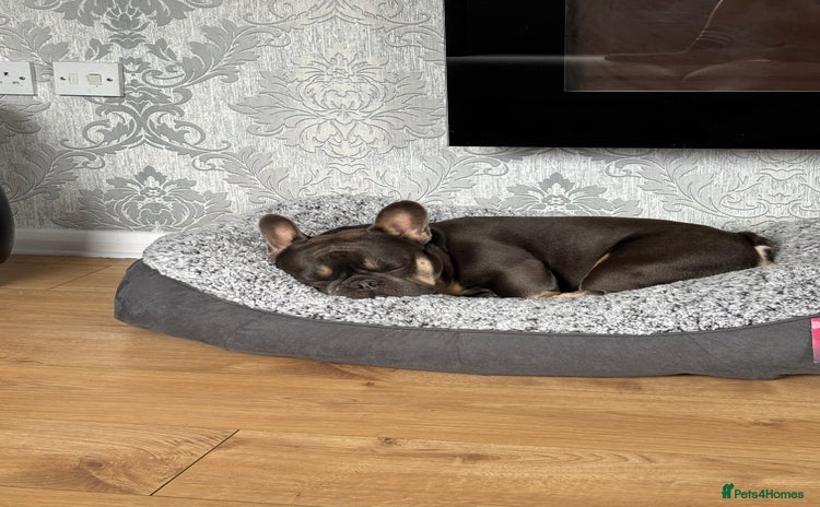 French Bulldog dogs - Advert 5