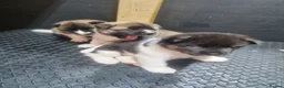 Akita dogs for sale: Pure breed American Akita puppies for sale - Advert 12