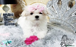 Maltese dogs for sale: Emperatrice Maltese-Korean Line Show Maltese KC Re - Advert 36