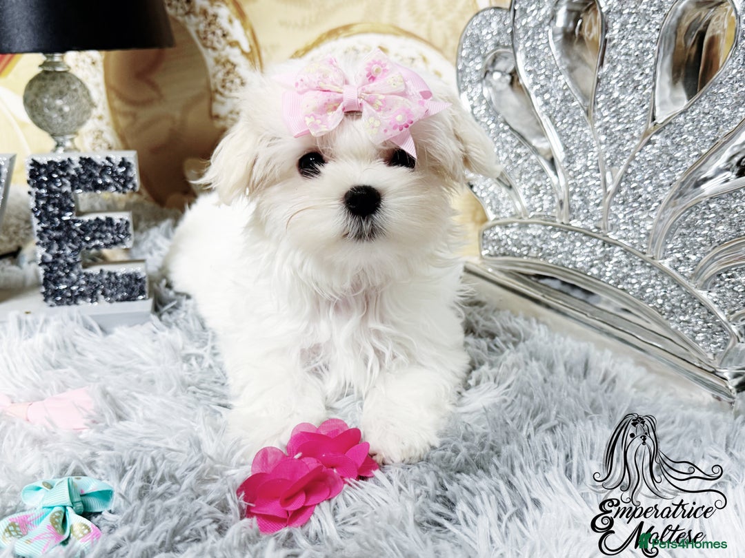 Maltese dogs for sale: Emperatrice Maltese-Korean Line Show Maltese KC Re - Advert 36