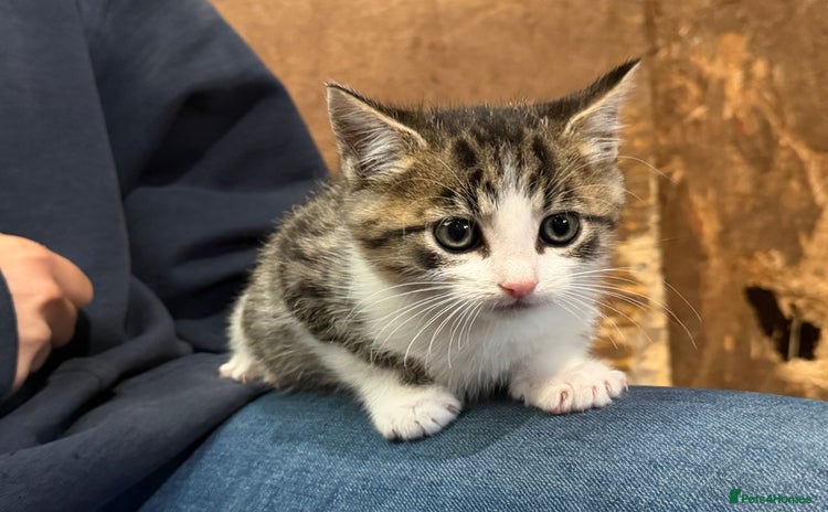 Domestic Shorthair cats - Advert 1