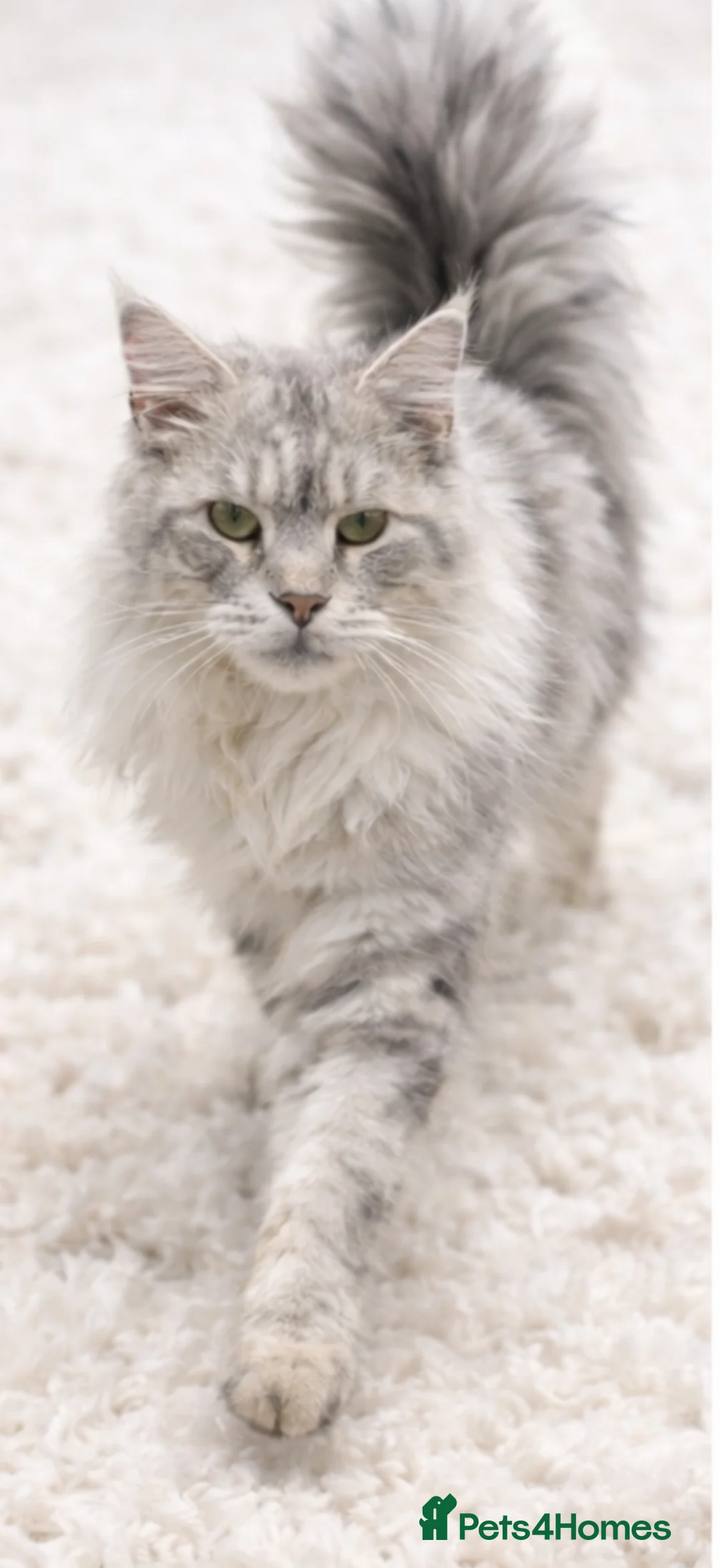 Maine Coon cats for stud: Several stud boys available  - Advert 6