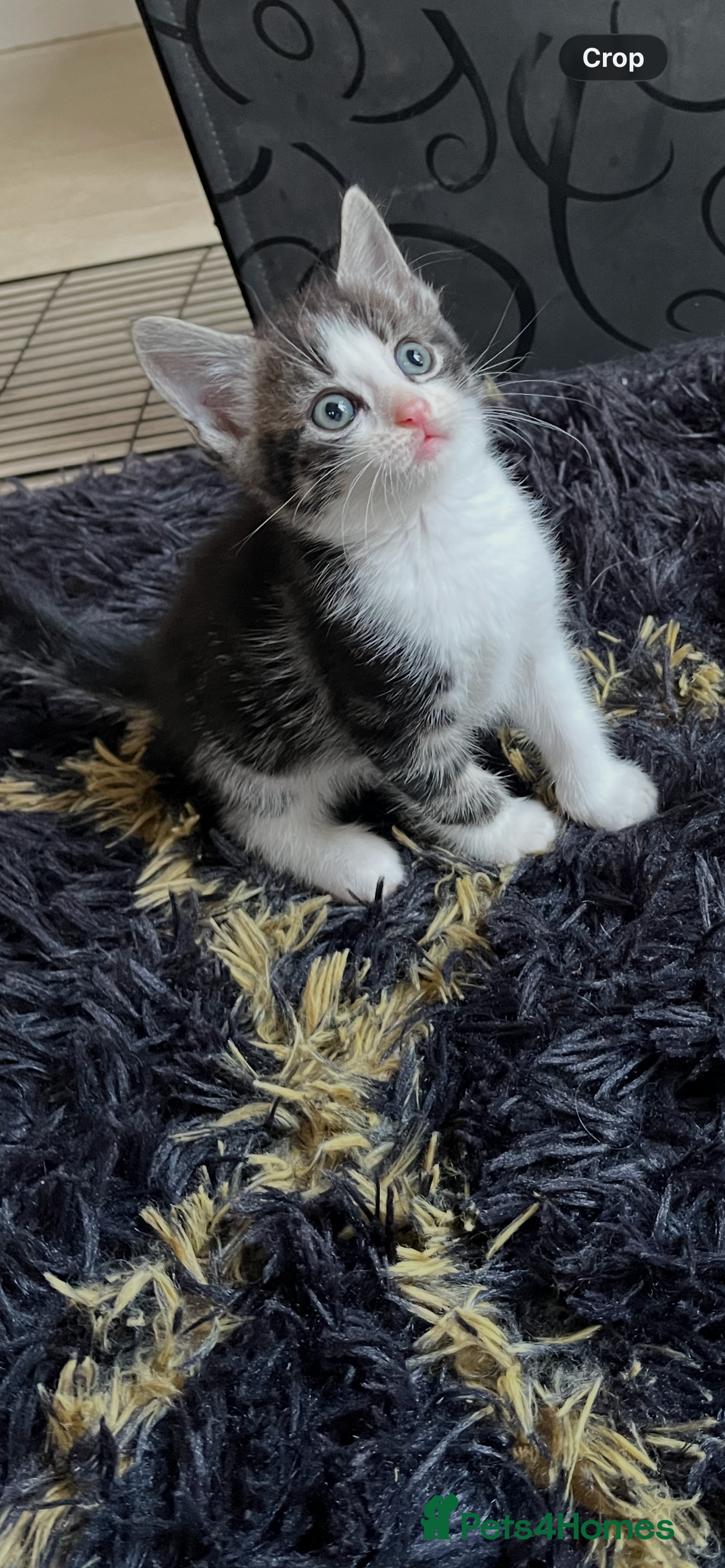 Mixed Breed cats Mixed breed/ Norwegian Forest Cat - Advert 2