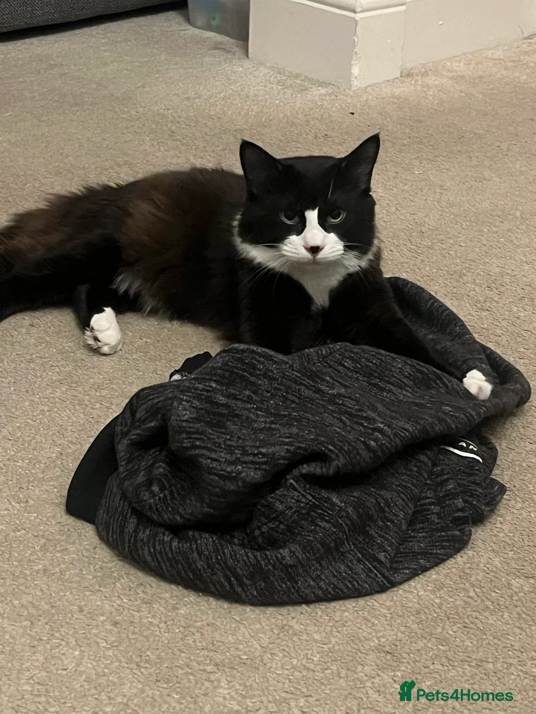 Mixed Breed cats for sale: 8 month old medium haired male - Advert 3