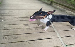 English Bull Terrier dogs for sale: English Bull Terrier - Image 6