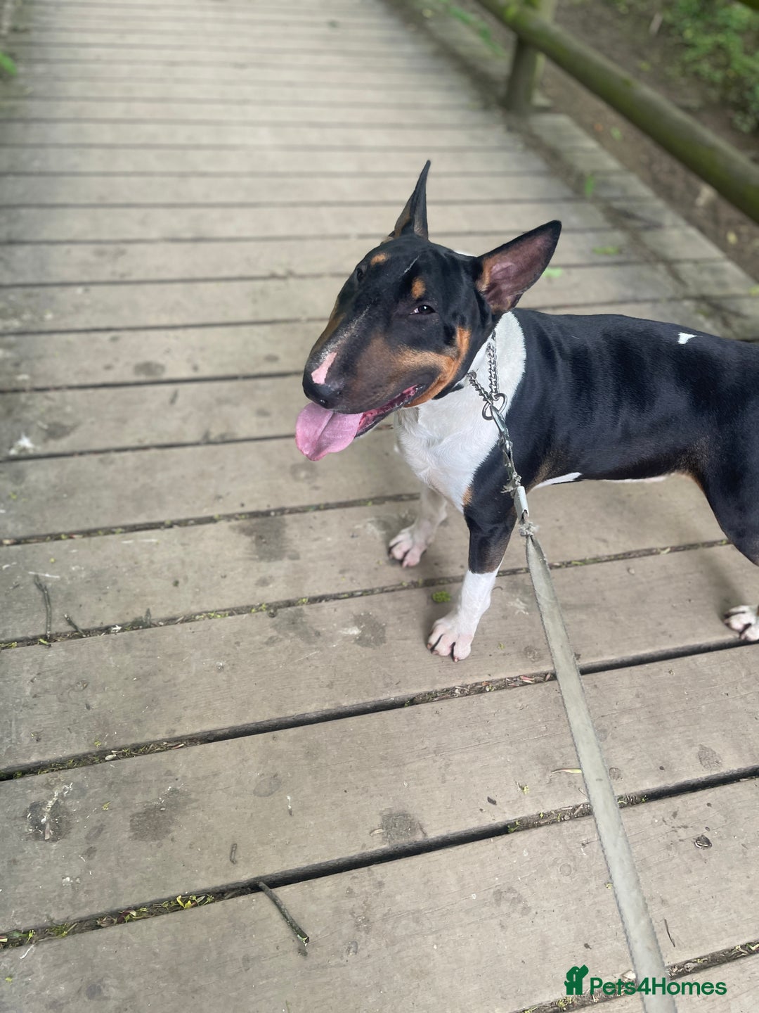 English Bull Terrier dogs for sale: English Bull Terrier - Image 6