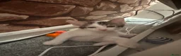 Mixed Breed cats for sale: Male kitten - Advert 5