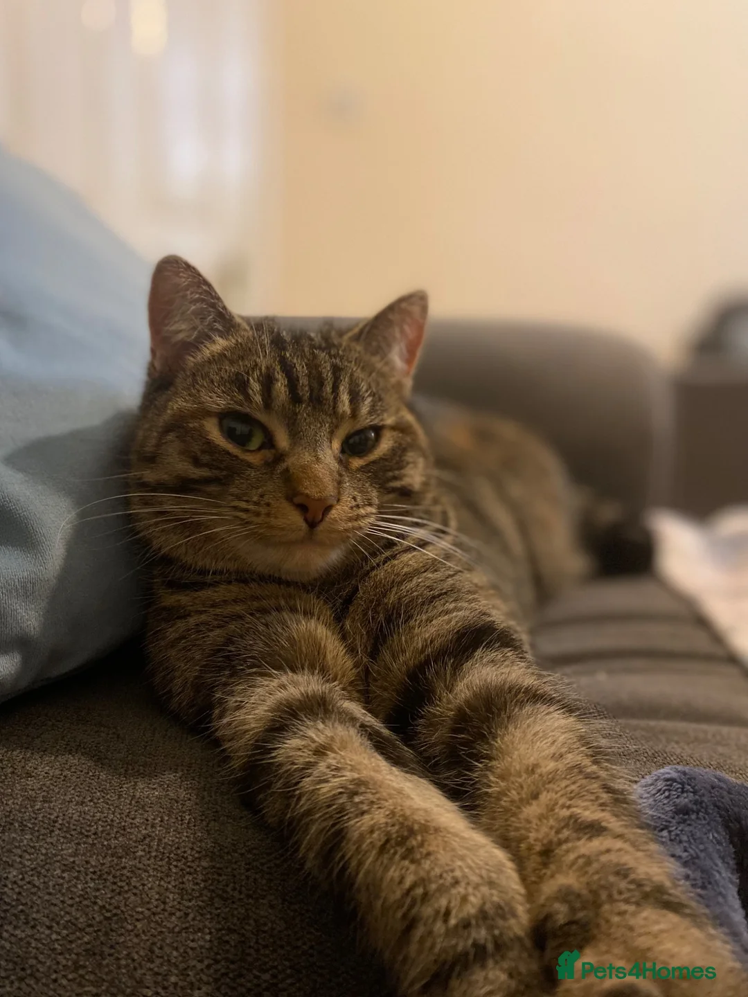 Mixed Breed cats for sale: Mixed Tabby Bengal Female - Advert 5