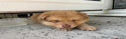 Pomsky dogs for sale: F3 Rare honey merle pomsky ready for a new home  - Advert 23