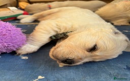 Golden Retriever dogs for sale: Golden retriever puppies  - Image 7