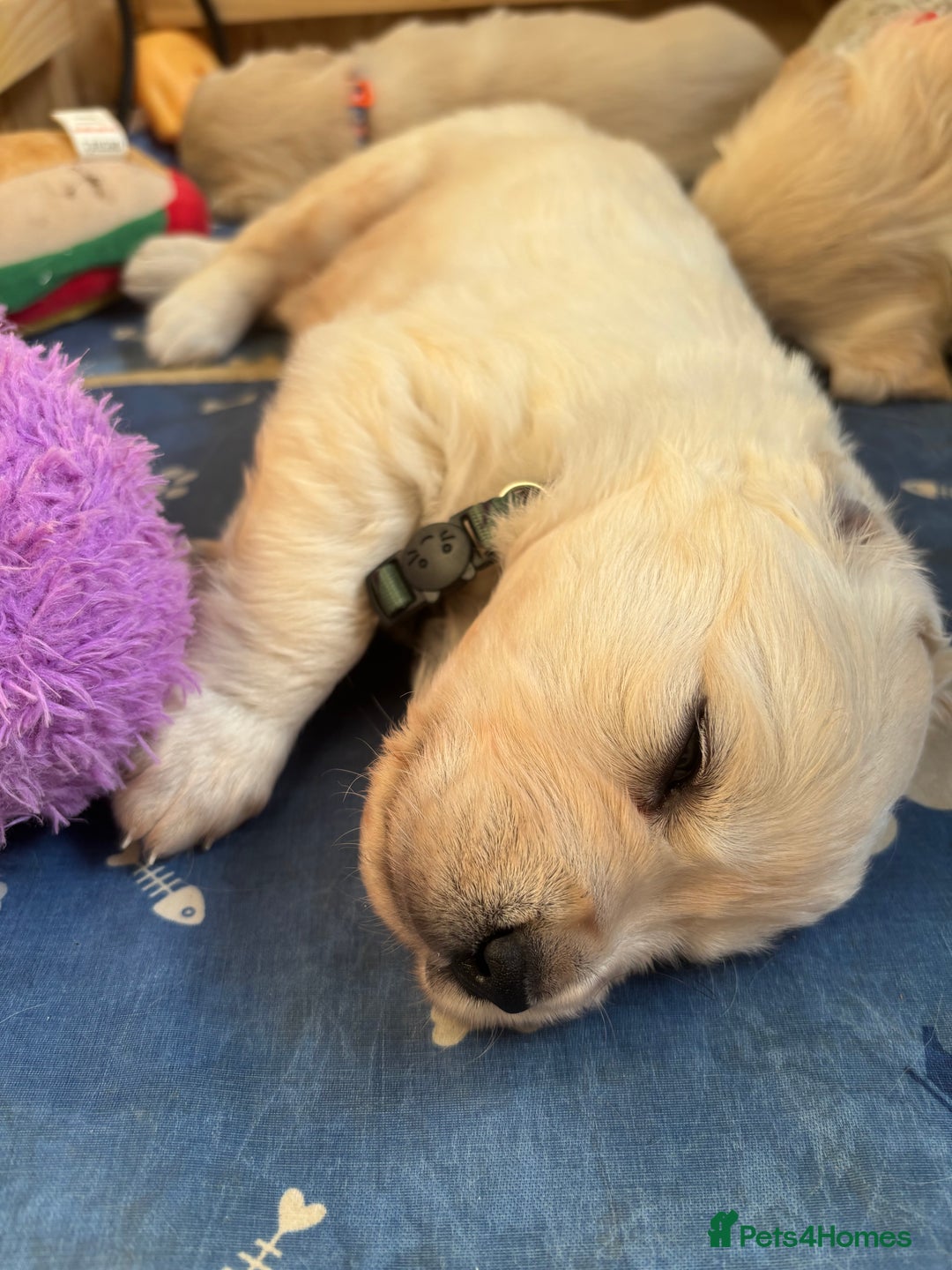 Golden Retriever dogs for sale: Golden retriever puppies  - Image 7