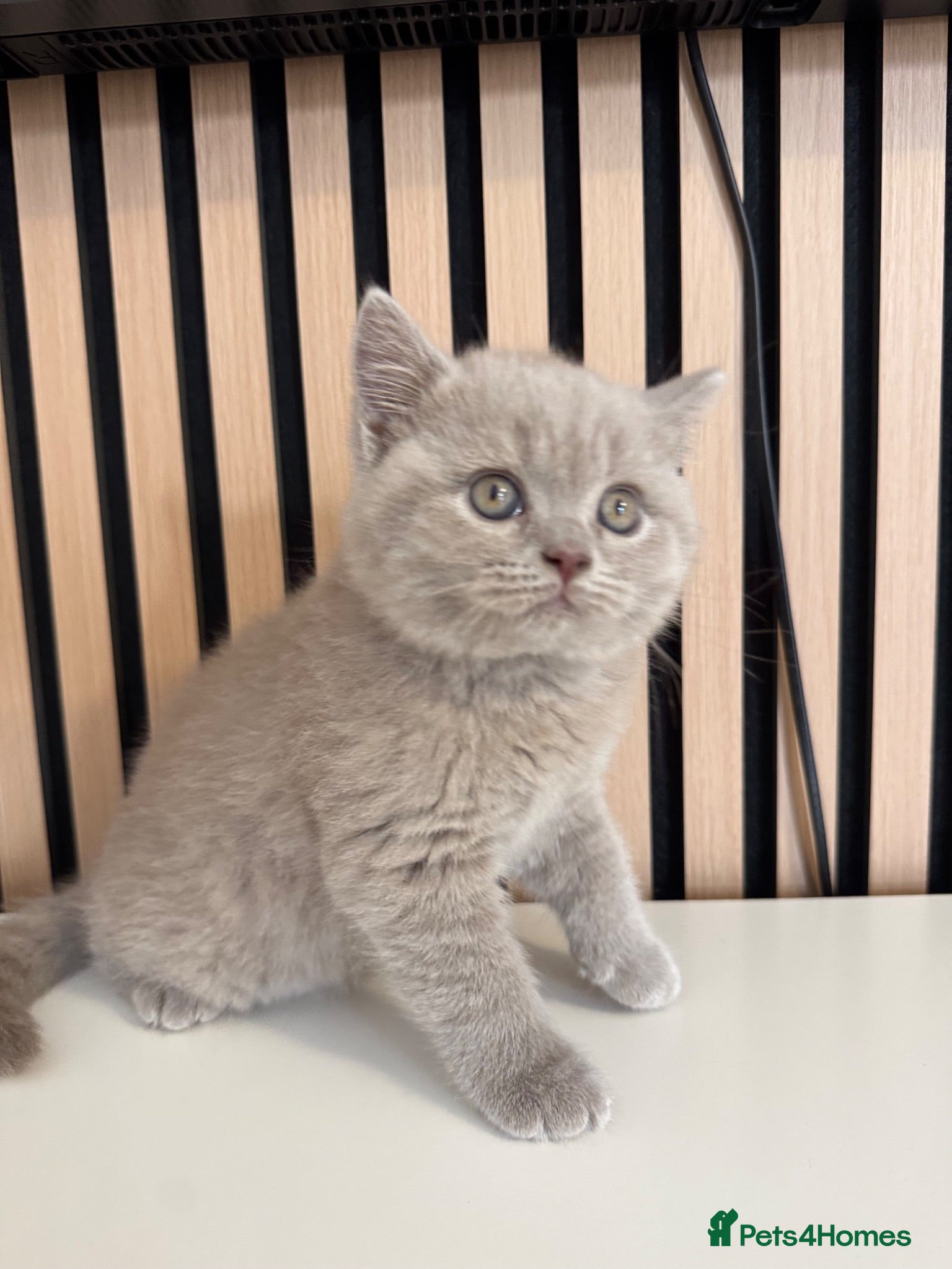 British Shorthair cats British shorthair kittens - Advert 2
